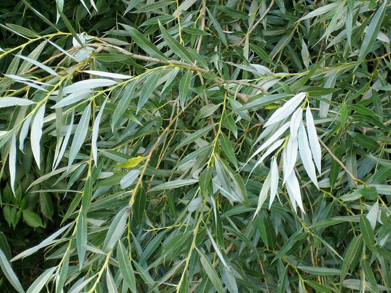 White willow tree, a historic source of salicylates